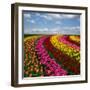 Dutch Colorful Tulips Fields in Sunny Day-neirfy-Framed Photographic Print