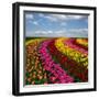 Dutch Colorful Tulips Fields in Sunny Day-neirfy-Framed Photographic Print