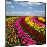 Dutch Colorful Tulips Fields in Sunny Day-neirfy-Mounted Photographic Print