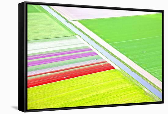 Dutch Colourful Flower Field from Above-gigra-Framed Stretched Canvas