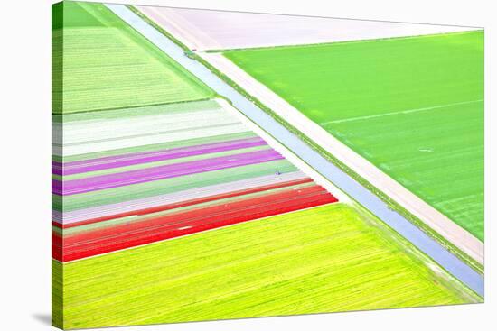 Dutch Colourful Flower Field from Above-gigra-Stretched Canvas