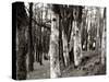 Dutch Elm Tree-null-Stretched Canvas