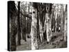 Dutch Elm Tree-null-Stretched Canvas