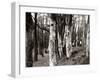 Dutch Elm Tree-null-Framed Photographic Print