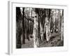 Dutch Elm Tree-null-Framed Photographic Print