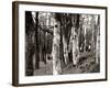 Dutch Elm Tree-null-Framed Photographic Print