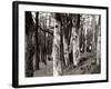 Dutch Elm Tree-null-Framed Photographic Print