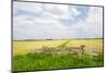 Dutch Fence at the Fields in Agriculture Landscape-Ivonnewierink-Mounted Photographic Print