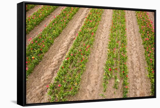 Dutch Fields Full of Colorful Tulips-Ivonnewierink-Framed Stretched Canvas