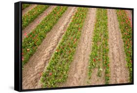 Dutch Fields Full of Colorful Tulips-Ivonnewierink-Framed Stretched Canvas