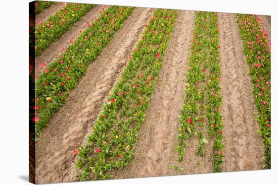 Dutch Fields Full of Colorful Tulips-Ivonnewierink-Stretched Canvas