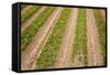 Dutch Fields Full of Colorful Tulips-Ivonnewierink-Framed Stretched Canvas