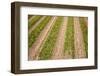 Dutch Fields Full of Colorful Tulips-Ivonnewierink-Framed Photographic Print