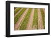 Dutch Fields Full of Colorful Tulips-Ivonnewierink-Framed Photographic Print