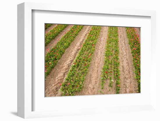 Dutch Fields Full of Colorful Tulips-Ivonnewierink-Framed Photographic Print