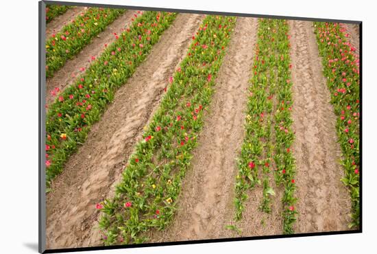 Dutch Fields Full of Colorful Tulips-Ivonnewierink-Mounted Photographic Print