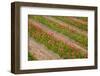 Dutch Fields Full of Colorful Tulips-Ivonnewierink-Framed Photographic Print