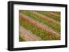 Dutch Fields Full of Colorful Tulips-Ivonnewierink-Framed Photographic Print