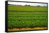 Dutch Fields-gkuna-Framed Stretched Canvas