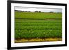 Dutch Fields-gkuna-Framed Photographic Print