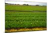 Dutch Fields-gkuna-Mounted Photographic Print