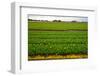 Dutch Fields-gkuna-Framed Photographic Print