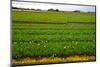 Dutch Fields-gkuna-Mounted Photographic Print