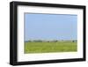 Dutch Flat Landscape with Cows in the Grass Fields-Ivonnewierink-Framed Photographic Print