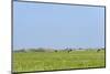 Dutch Flat Landscape with Cows in the Grass Fields-Ivonnewierink-Mounted Photographic Print