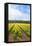 Dutch Flower Fields-neirfy-Framed Stretched Canvas