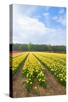 Dutch Flower Fields-neirfy-Stretched Canvas