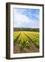 Dutch Flower Fields-neirfy-Framed Photographic Print