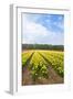 Dutch Flower Fields-neirfy-Framed Photographic Print