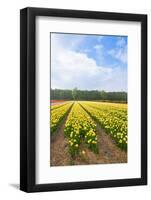 Dutch Flower Fields-neirfy-Framed Photographic Print