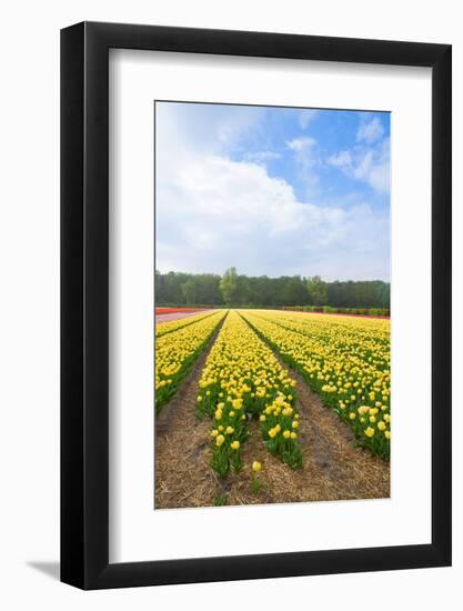 Dutch Flower Fields-neirfy-Framed Photographic Print