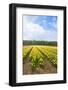 Dutch Flower Fields-neirfy-Framed Photographic Print