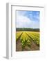 Dutch Flower Fields-neirfy-Framed Photographic Print