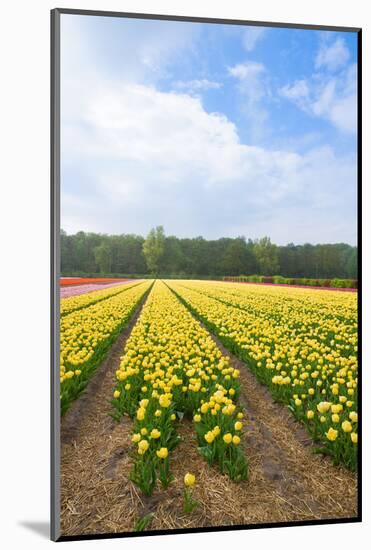 Dutch Flower Fields-neirfy-Mounted Photographic Print