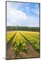 Dutch Flower Fields-neirfy-Mounted Photographic Print