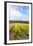 Dutch Flower Fields-neirfy-Framed Photographic Print