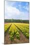 Dutch Flower Fields-neirfy-Mounted Photographic Print