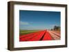 Dutch Flower Fields-Ivonnewierink-Framed Photographic Print