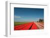 Dutch Flower Fields-Ivonnewierink-Framed Photographic Print