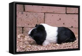 Dutch Guinea Pig-null-Framed Stretched Canvas