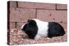 Dutch Guinea Pig-null-Stretched Canvas