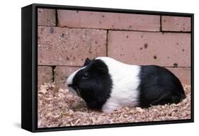 Dutch Guinea Pig-null-Framed Stretched Canvas