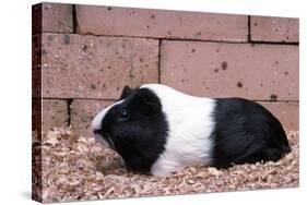 Dutch Guinea Pig-null-Stretched Canvas