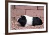 Dutch Guinea Pig-null-Framed Photographic Print