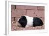 Dutch Guinea Pig-null-Framed Photographic Print
