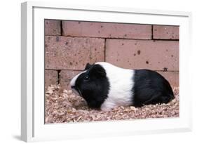 Dutch Guinea Pig-null-Framed Photographic Print